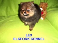 LEX, a male Pomeranian for sale in Paris, MO – Photo 6 of 10