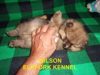 WILSON, a male Pomeranian for sale in Paris, MO – 6 of 10