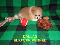 DALLAS, a male Pomeranian for sale in Paris, MO – 8 of 10