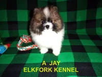 A  JAY, a male Pomeranian for sale in Paris, MO – 3 of 10
