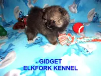 GIDGET, a male Pomeranian for sale in Paris, MO – 5 of 10