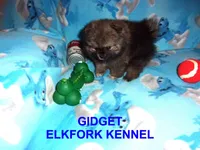 GIDGET, a male Pomeranian for sale in Paris, MO – 8 of 10