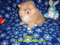 PRINCE, a male Pomeranian for sale in Paris, MO – 4 of 10