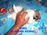 KING, a male Pomeranian for sale in Paris, MO – 8 of 10