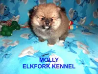 MOLLY, a female Pomeranian for sale in Paris, MO – 3 of 10