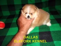 DALLAS, a male Pomeranian for sale in Paris, MO – 5 of 10