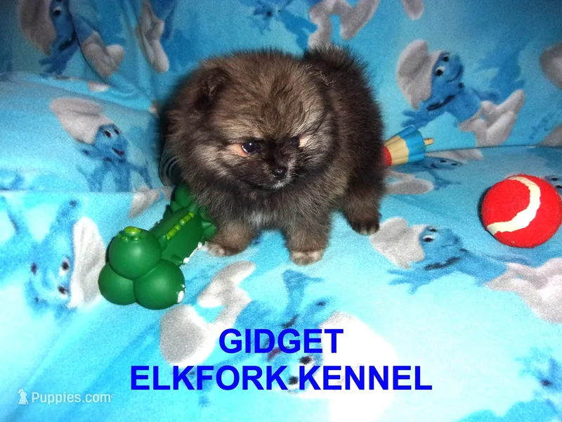 GIDGET – Pomeranian puppy for sale in Paris, MO