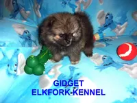 GIDGET, a male Pomeranian for sale in Paris, MO – 1 of 10