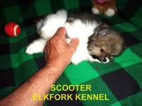 SCOOTER, a male Pomeranian for sale in Paris, MO – 7 of 10