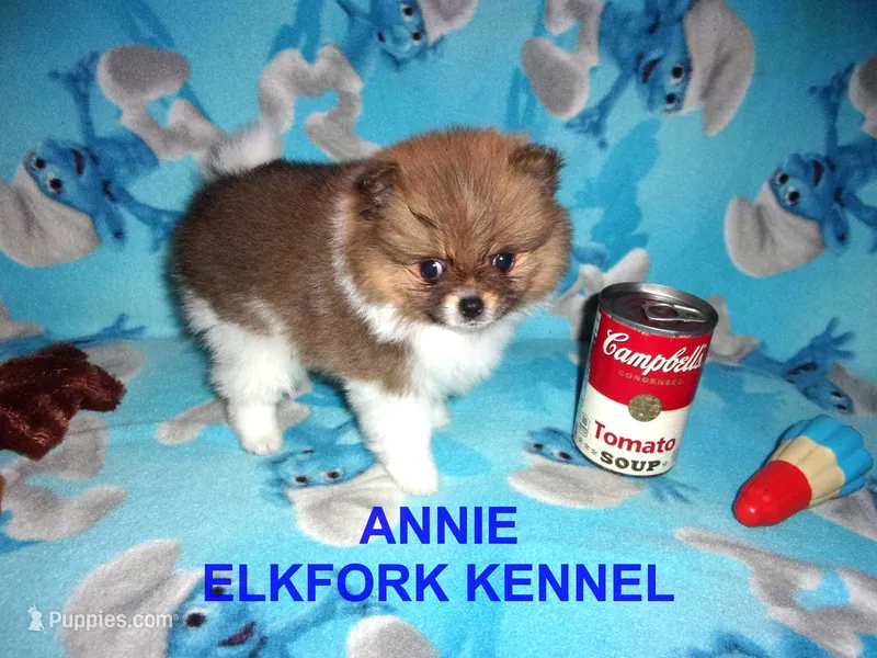 ANNIE – Pomeranian puppy for sale in Paris, MO