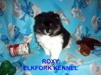 ROXY, a female Pomeranian for sale in Paris, MO – 2 of 10