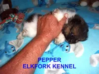 PEPPER, a female Pomeranian for sale in Paris, MO – 2 of 10