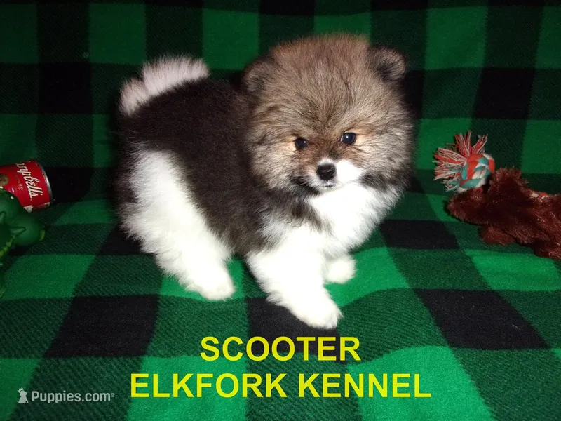 SCOOTER – Pomeranian puppy for sale in Paris, MO