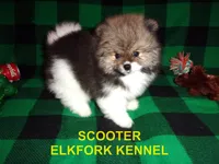 SCOOTER, a male Pomeranian for sale in Paris, MO – 1 of 10