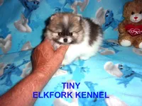 TINY, a male Pomeranian for sale in Paris, MO – 8 of 10