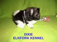 DIXIE, a female Pomeranian for sale in Paris, MO – Photo 5 of 10