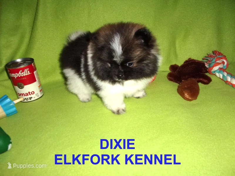 DIXIE – Pomeranian puppy for sale in Paris, MO