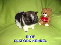 DIXIE, a female Pomeranian for sale in Paris, MO – Photo 3 of 10