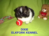 DIXIE, a female Pomeranian for sale in Paris, MO – Photo 4 of 10