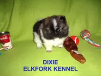 DIXIE, a female Pomeranian for sale in Paris, MO – Photo 6 of 10