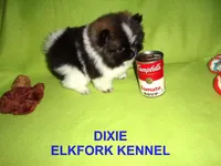 DIXIE, a female Pomeranian for sale in Paris, MO – Photo 7 of 10