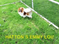 DIXIE, a female Pomeranian for sale in Paris, MO – Photo 9 of 10