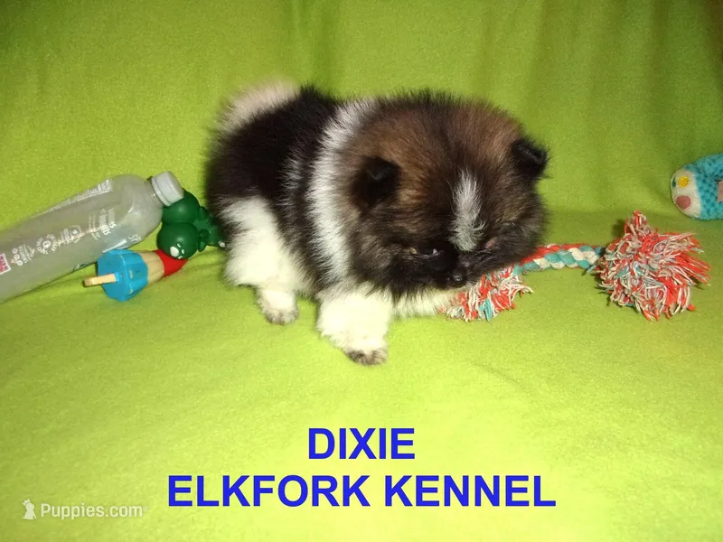 DIXIE – Pomeranian puppy on hold in Paris, MO