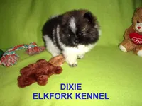 DIXIE, a female Pomeranian for sale in Paris, MO – Photo 8 of 10