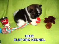 DIXIE, a female Pomeranian for sale in Paris, MO – Photo 2 of 10