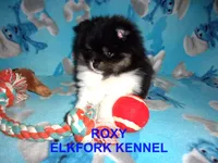ROXY, a female Pomeranian for sale in Paris, MO – 3 of 10