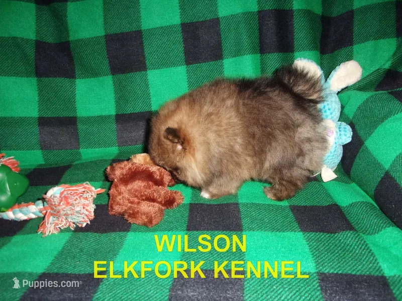 WILSON – Pomeranian puppy for sale in Paris, MO