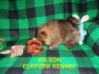 WILSON, a male Pomeranian for sale in Paris, MO – 3 of 10