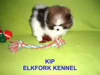 KIP, a male Pomeranian for sale in Paris, MO – 5 of 10