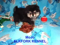 MoJo, a male Pomeranian for sale in Paris, MO – 7 of 10