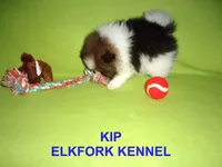 KIP, a male Pomeranian for sale in Paris, MO – 7 of 10