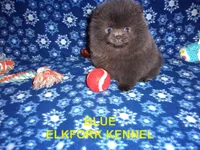 BLUE, a female Pomeranian for sale in Paris, MO – 7 of 10