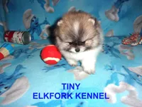 TINY, a male Pomeranian for sale in Paris, MO – 5 of 10