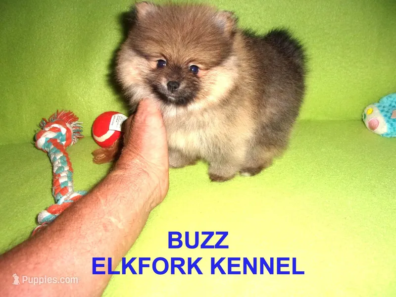 BUZZ – Pomeranian puppy for sale in Paris, MO