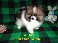 A  JAY, a male Pomeranian for sale in Paris, MO – 5 of 10