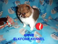 ANNIE, a female Pomeranian for sale in Paris, MO – 6 of 10