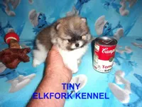 TINY, a male Pomeranian for sale in Paris, MO – 2 of 10