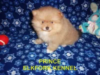 PRINCE, a male Pomeranian for sale in Paris, MO – 5 of 10