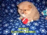 PRINCE, a male Pomeranian for sale in Paris, MO – 3 of 10