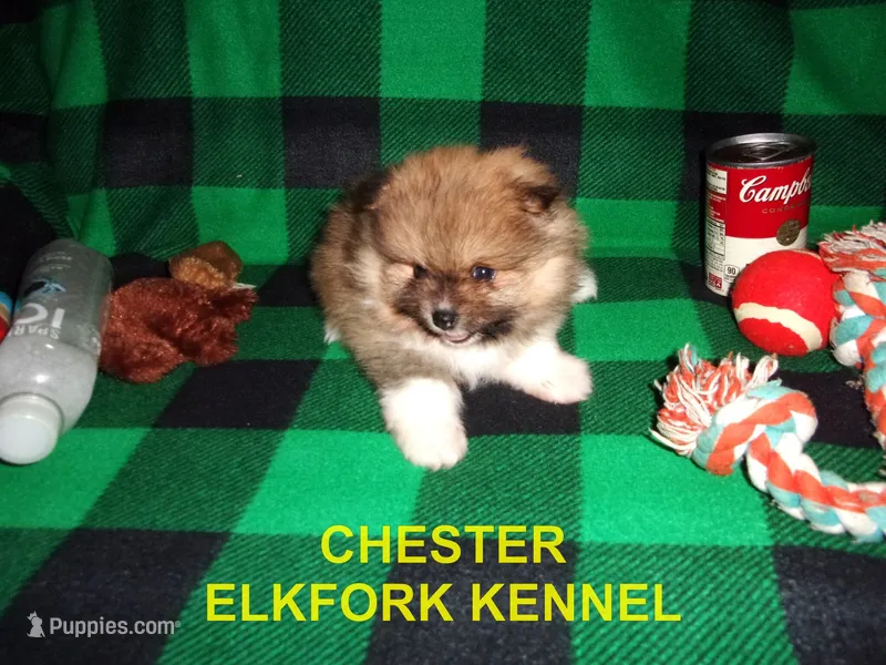 CHESTER – Pomeranian puppy for sale in Paris, MO