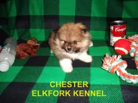 CHESTER, a male Pomeranian for sale in Paris, MO – 1 of 10