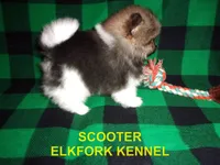 SCOOTER, a male Pomeranian for sale in Paris, MO – 4 of 10