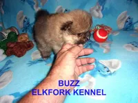 BUZZ, a male Pomeranian for sale in Paris, MO – 8 of 10