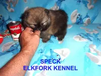 SPECK, a male Pomeranian for sale in Paris, MO – 2 of 10