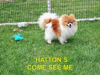 BooBoo, a female Pomeranian for sale in Paris, MO – 9 of 10