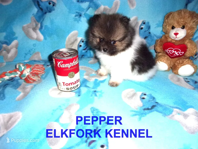 PEPPER – Pomeranian puppy for sale in Paris, MO
